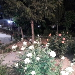parko_6