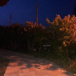 parko_7
